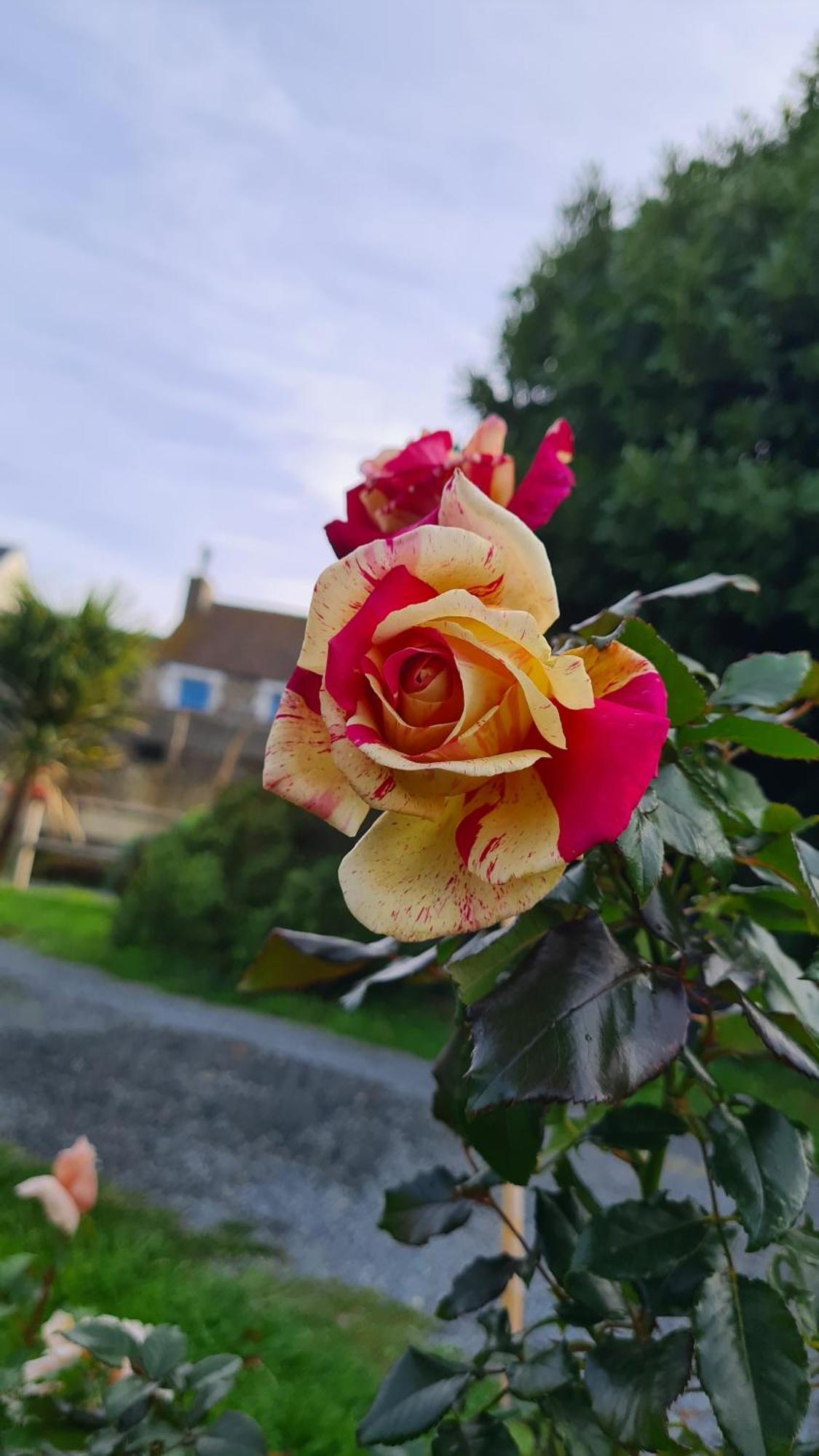 Lesroses1680 Bed and Breakfast Blainville-sur-Mer Exteriör bild