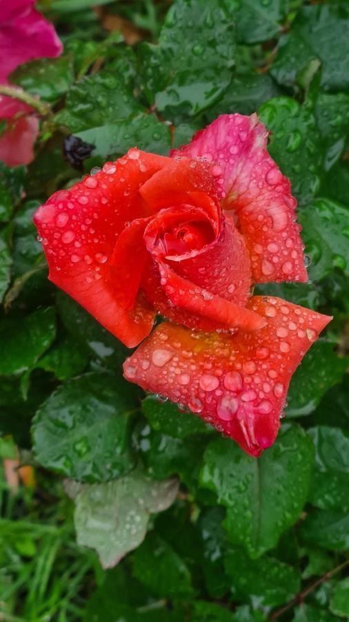 Lesroses1680 Bed and Breakfast Blainville-sur-Mer Exteriör bild