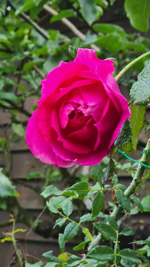 Lesroses1680 Bed and Breakfast Blainville-sur-Mer Exteriör bild