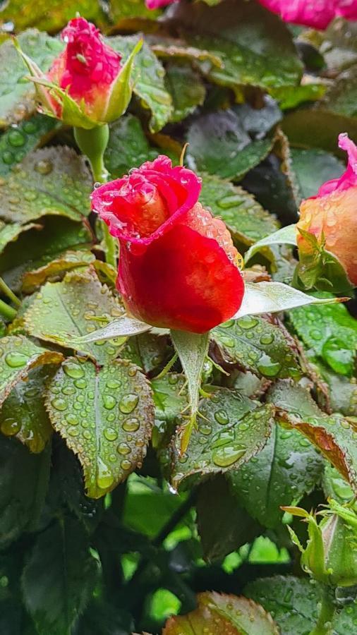 Lesroses1680 Bed and Breakfast Blainville-sur-Mer Exteriör bild