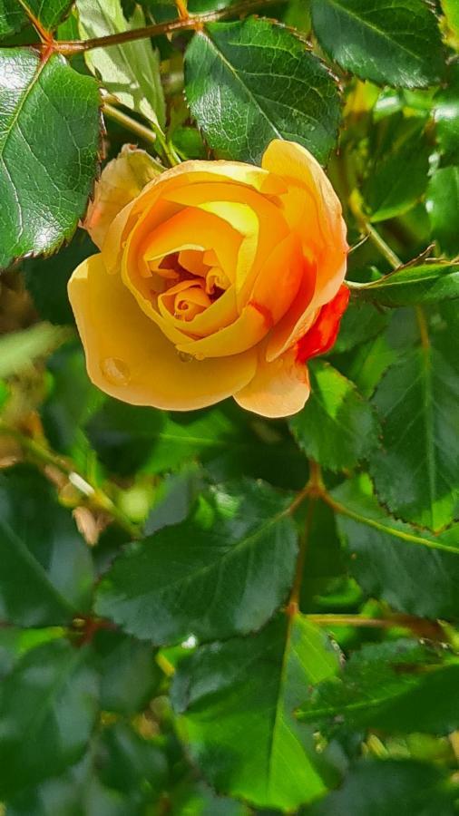 Lesroses1680 Bed and Breakfast Blainville-sur-Mer Exteriör bild