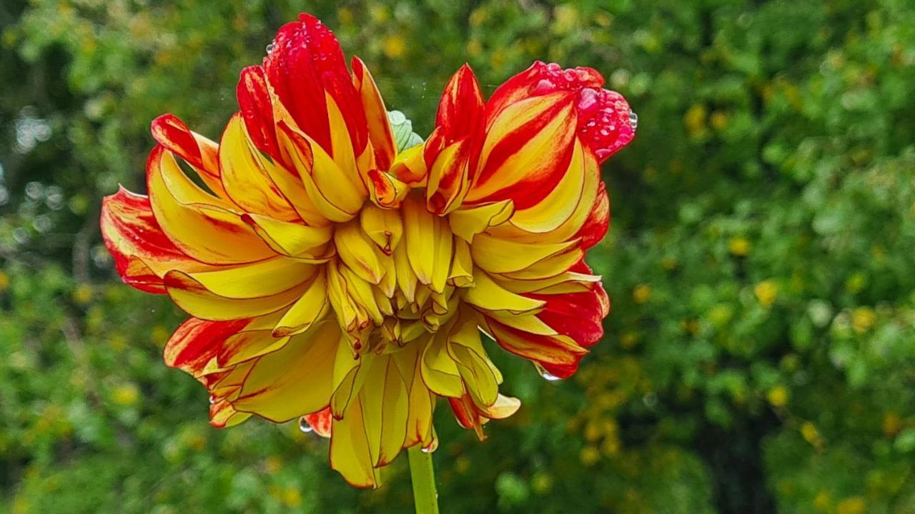 Lesroses1680 Bed and Breakfast Blainville-sur-Mer Exteriör bild