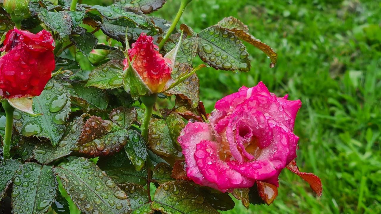 Lesroses1680 Bed and Breakfast Blainville-sur-Mer Exteriör bild