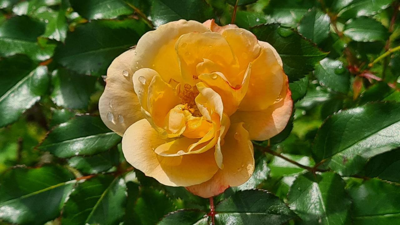 Lesroses1680 Bed and Breakfast Blainville-sur-Mer Exteriör bild