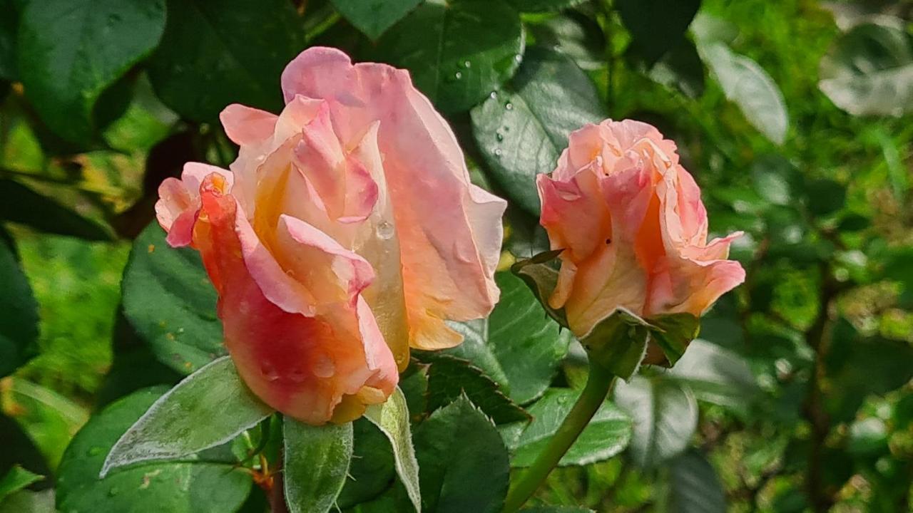 Lesroses1680 Bed and Breakfast Blainville-sur-Mer Exteriör bild