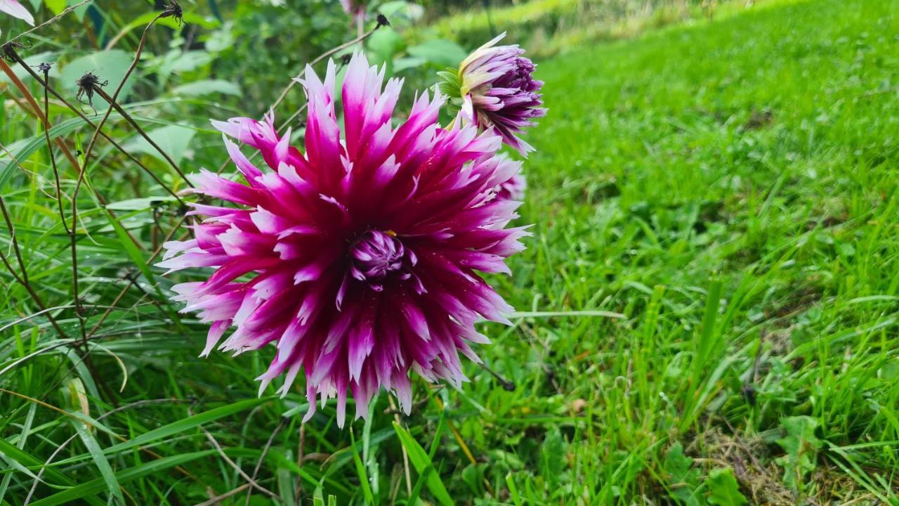 Lesroses1680 Bed and Breakfast Blainville-sur-Mer Exteriör bild